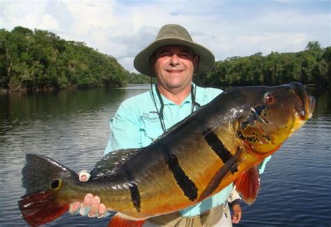 Paraiso De Pesca De Maquina De Fenda Online