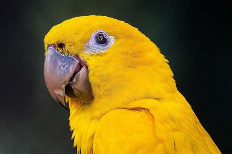 Parrots Gold Blaze