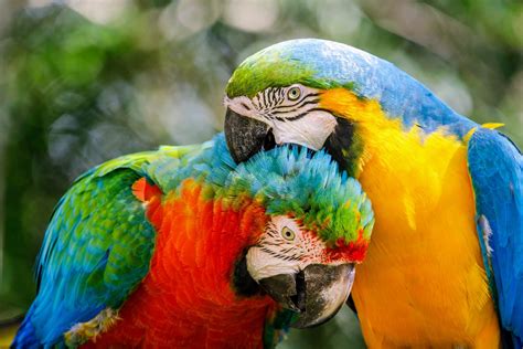 Parrots Of The Caribbean Parimatch