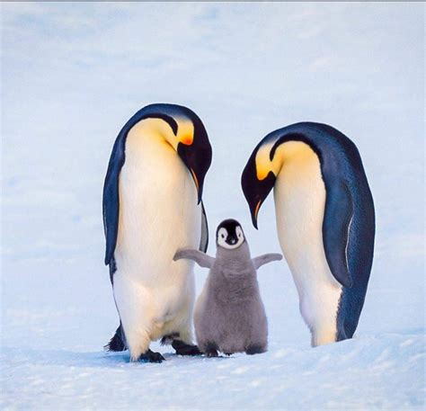Penguin Family Betano