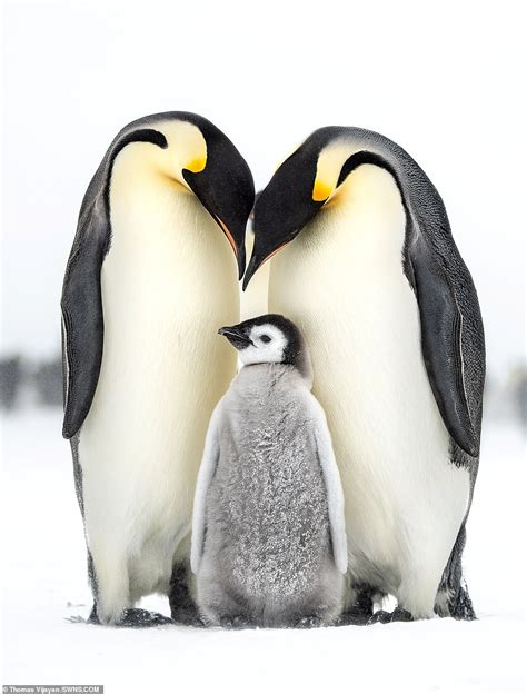 Penguin Family Bodog
