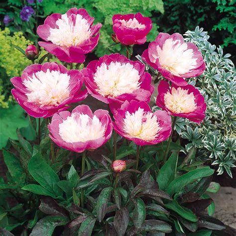 Peony Beauty Betano