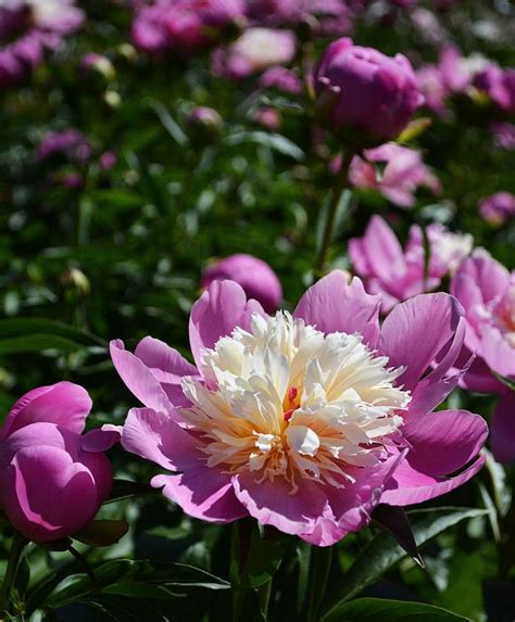 Peony Beauty Pokerstars