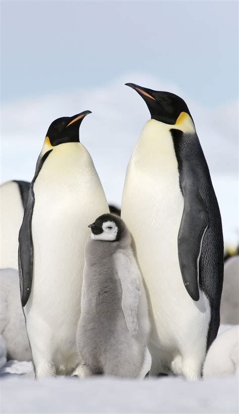 Pinguins No Paraiso De Fenda