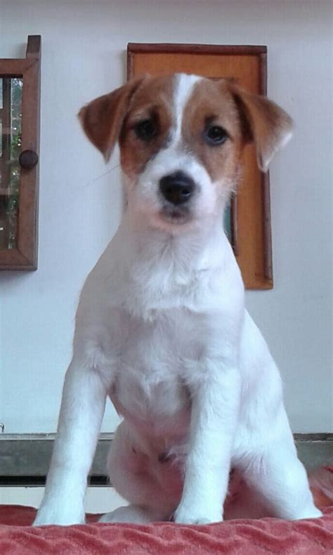 Preto E Tan Jack Russell Filhotes Escocia