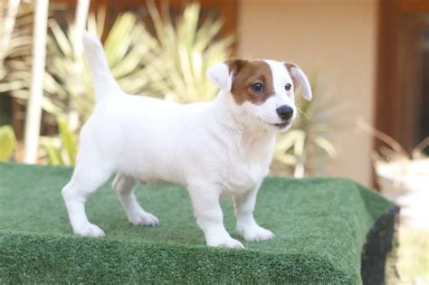 Preto E Tan Jack Russell Filhotes Para A Venda Essex