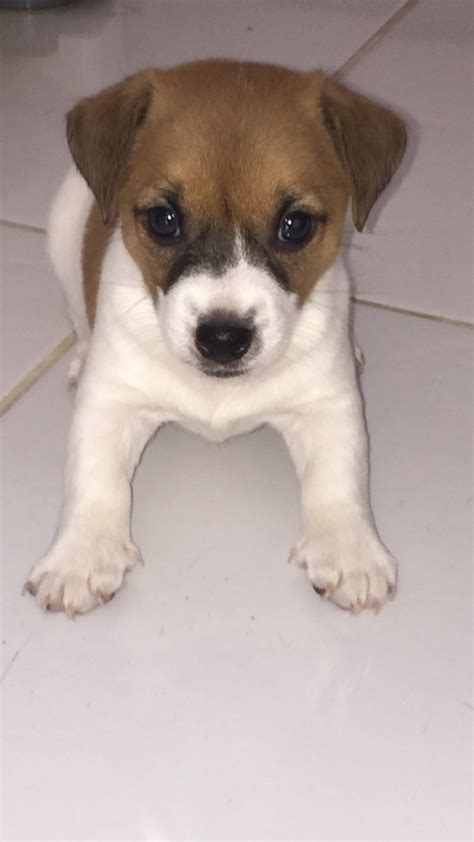 Preto E Tan Jack Russell Filhotes Para A Venda Na Irlanda