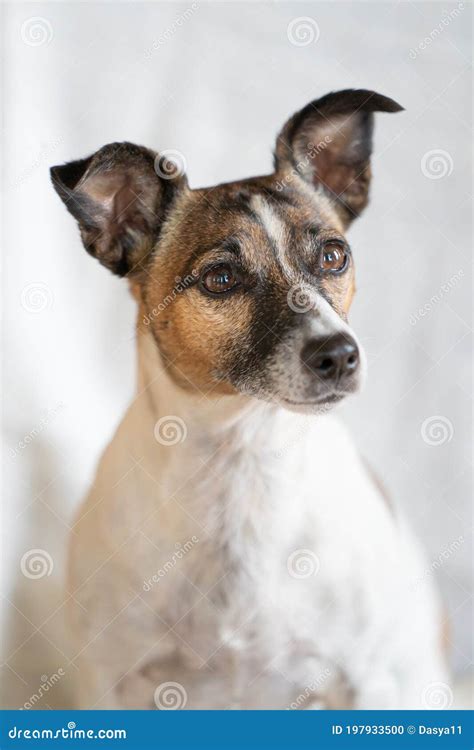 Preto Marrom Jack Russell Terrier