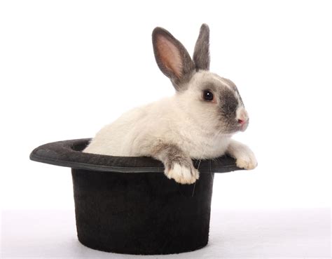 Rabbit In The Hat 1xbet