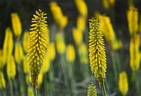 Red Hot Poker Echo Mango