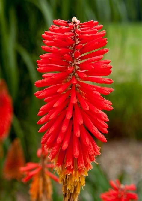 Red Hot Poker Germinacao De Sementes