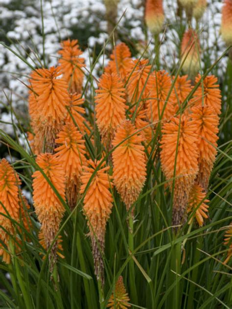 Red Hot Poker Picole De Manga