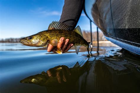 Rio Mississippi Walleye Slot Limite