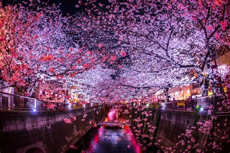Sakura Festival De Maquina De Fenda