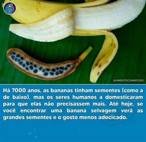 Selvagem Banana Maquina De Fenda