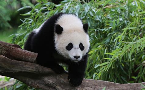 Selvagem Panda Maquina De Entalhe Livre