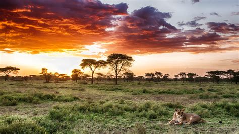 Serengeti Brabet