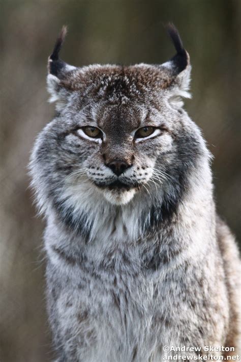 Siberian Lynx Bodog