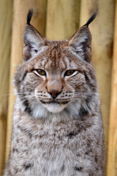 Siberian Lynx Bwin