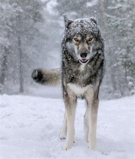 Siberian Wolf Betfair