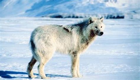 Siberian Wolves Betano