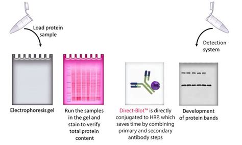 Slot Blot Tecnica De Proteina