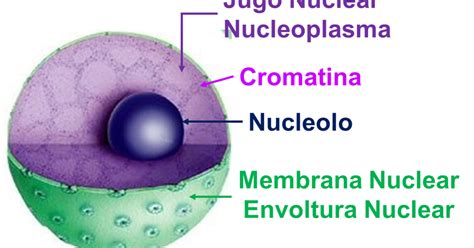 Slotter Do Nucleo 7