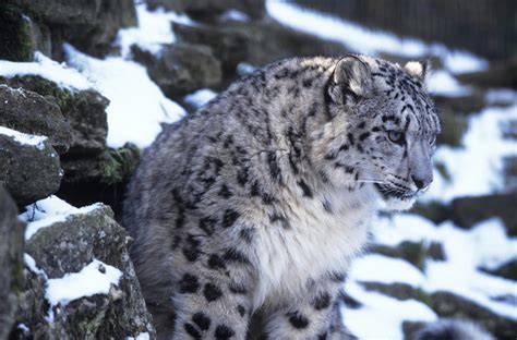 Snow Leopard Brabet