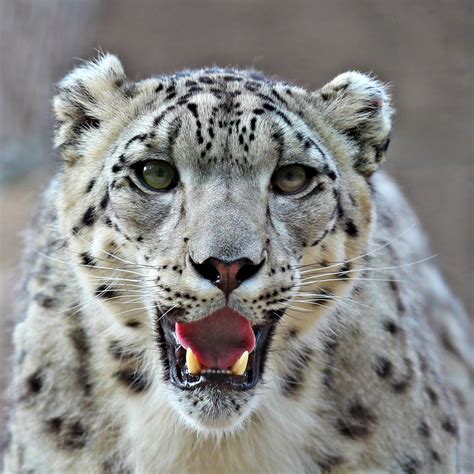 Snow Leopard Sportingbet