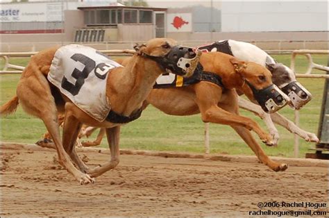 Southland Greyhound Park Maquinas De Fenda