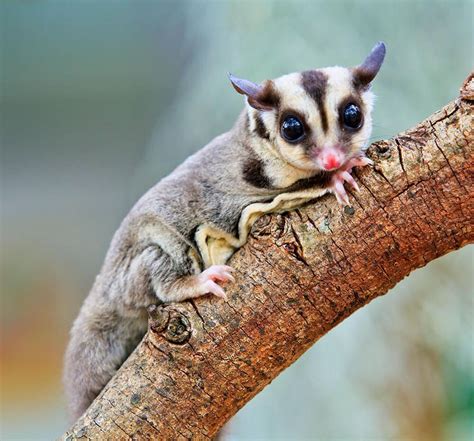 Sugar Glider Brabet