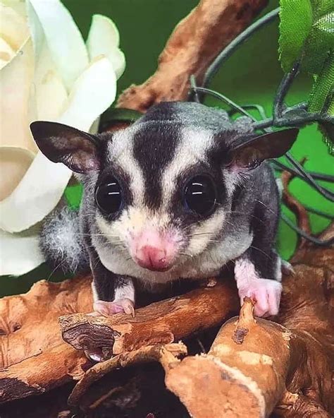 Sugar Glider Sportingbet