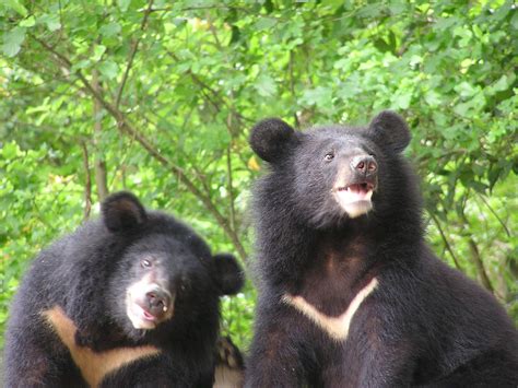 Taiwan Black Bear Brabet