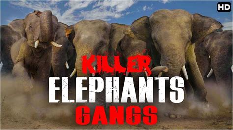 The Elephant Gang Novibet