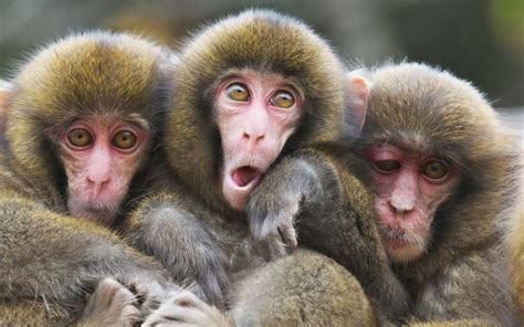 Three Monkeys 1xbet