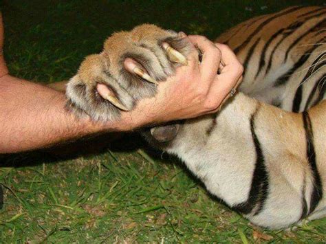 Tiger Claws Betsul