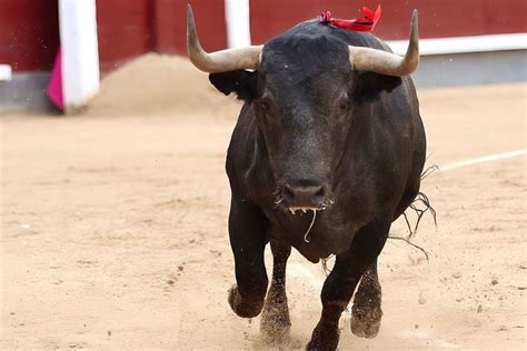 Toros Betsul