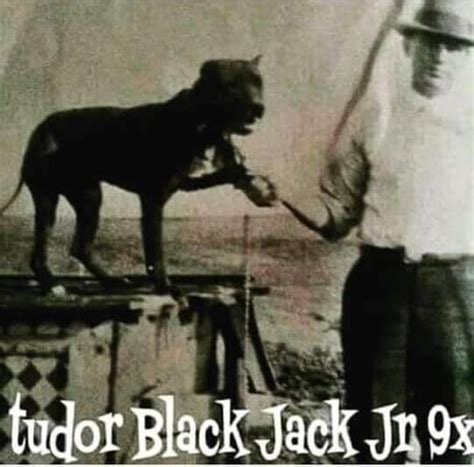 Tudor S Black Jack Pedigree