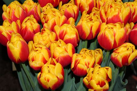 Van Der Slot Tulipas