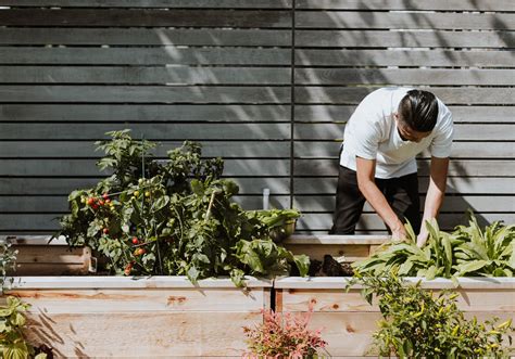 Veggies Plot Novibet