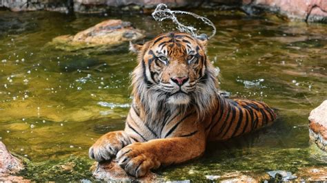 Water Tiger Betsul