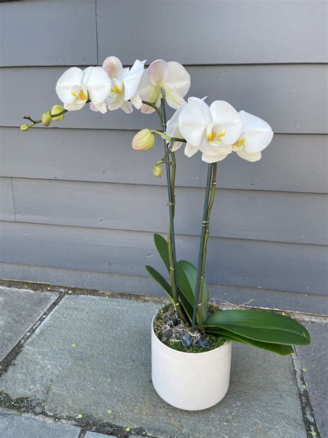 White Orchid Brabet