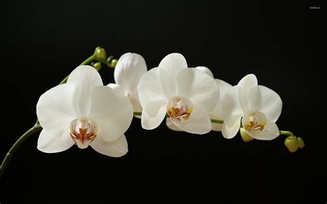 White Orchid Bwin