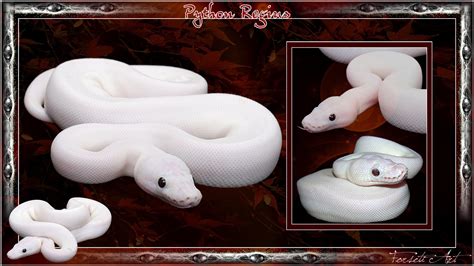 White Python Bodog