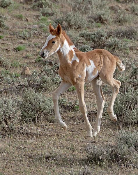 Wild Colt Brabet