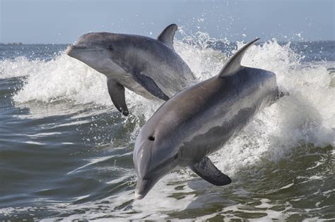Wild Dolphins Betsul