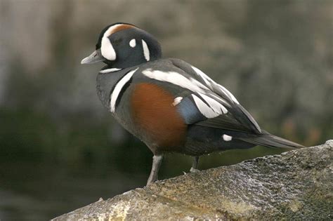 Wild Harlequin Bodog