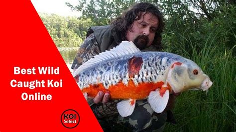 Wild Koi Parimatch