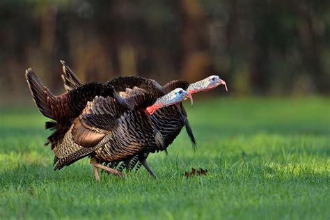 Wild Turkey Betsul