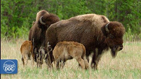 Wild Wood Buffalo Review 2024